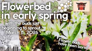 A newly established flowerbed in early spring, with the buds just begi