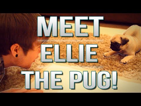 TDM Vlogs | MEET ELLIE THE PUG! | Episode 17 - UCS5Oz6CHmeoF7vSad0qqXfw