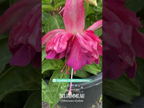 ✨ Fuchsia ‘Colin Chambers’ : Compact, tardif, mais généreux en fleurs 🌿💜 #fuchsiaflower #jardin