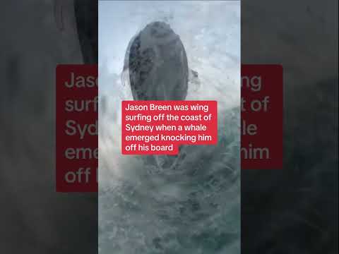 Moment whale knocks man off his surfboard