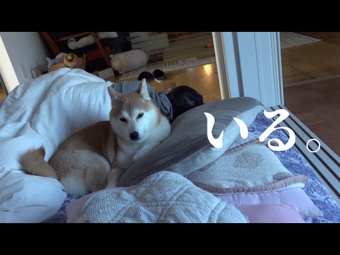 犬の動画サムネイル - 柴犬が実家からきた！お泊まり会の翌朝‥意外な場所にいました。
