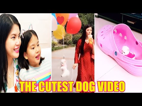 All Star Family Reaction to Cutest Dog on tik tok - Cutest Puppies ever - Happier pip dog