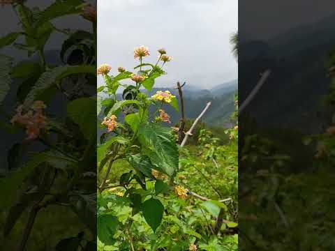 #hiking #trail #islamabad #exercise #love