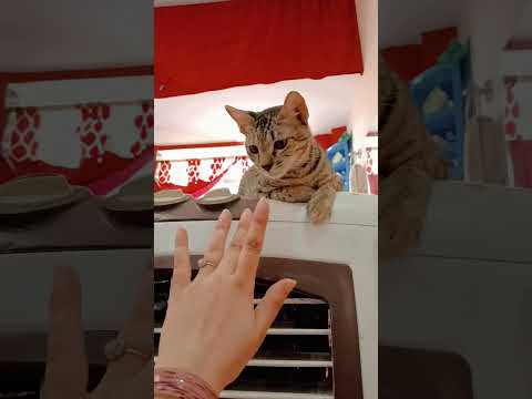 #catshorts #catvideos #cat #cats #catlovers #catvideos #funnycats #funnyshorts #catlife