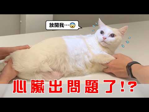 【豆漿 - SoybeanMilk】原本只是洗牙，卻意外發現豆漿心臟有異常...!?