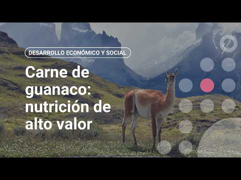 Carne de guanaco: nutrición de alto valor