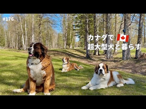 マーケットでちびっ子に大人気のセントバーナード／83kg犬を抱っこ／超大型犬 3頭とカナダで田舎暮らし