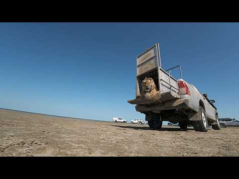 Moment rare Amur tiger is released into Kazakh wild