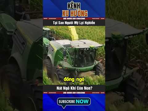 Tại Sao Người Mỹ Lại Nghiền Nát Ngô Khi Còn Non?