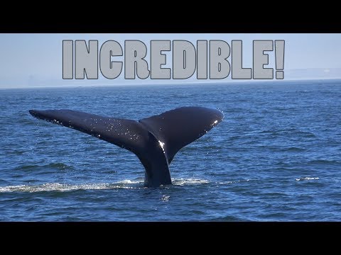 WE FOUND WHALES!!
