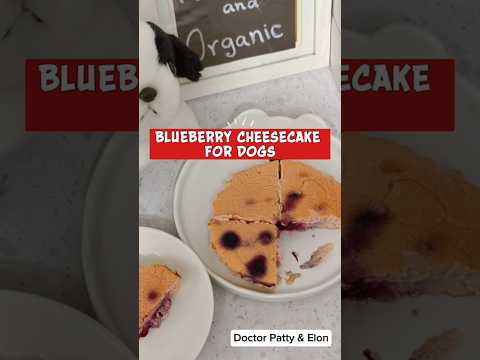สูตรเมนู: บลูเบอร์รี่โยเกิร์ตชีสเค้กสำหรับสุนัข (Blueberry Yogurt Cheesecake for Dogs)#petsmile