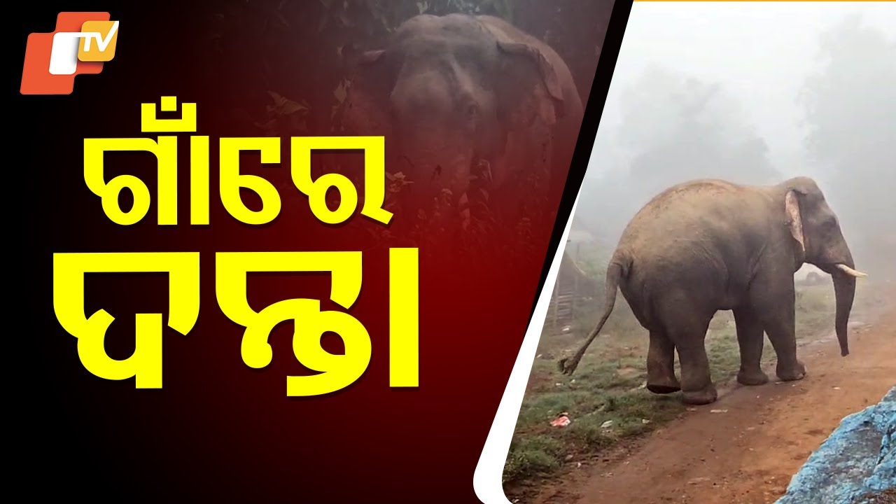 Panic Grips Locals After Tusker Enters Human Settlement in Bonai