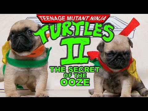 Ninja Turtles 2 (Pug Puppy Version) - UCPIvT-zcQl2H0vabdXJGcpg