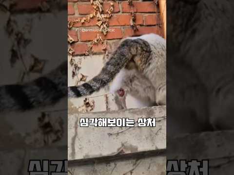 다리 상처가 심해서 잘 못 걷는 길고양이 <strong>보리</strong> #shorts #cat #고양이