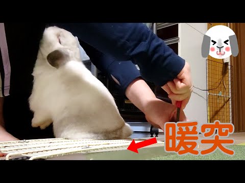 うさぎはヒーターで大喜び♪【No.207】 #ロップイヤー #うさぎ #暖突