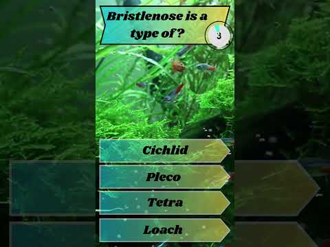 How well do you know Britslenose Plecos? Aquarium  🐡 Channel Sponsor Buceplant - http_//tinyurl.com/3fu6xckd They have an amazing selection of plant