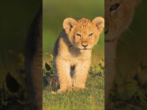 Cute Lion Baby 4K HDR10+ | Nature Shorts 🦁 #shorts #shortvideo #shortsfeed