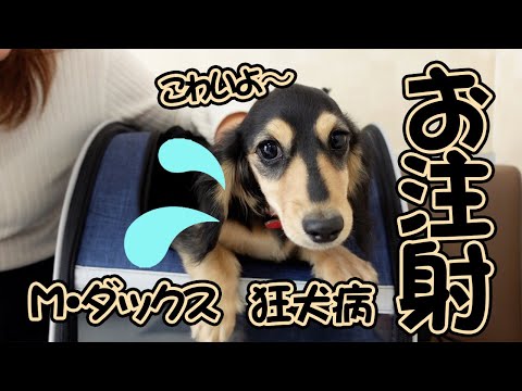 ダックスフンドのみつばの最新動画 Youtubeランキング