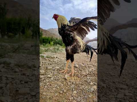 Funny rooster sound#chicken #shorts#rooster