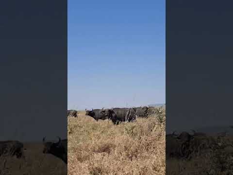 बहुत ही अच्छा 3D vlog