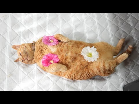 タチアオイに麦茶をのせた猫とその魅力について サムネイル