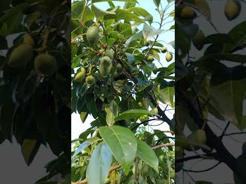 এত সম্মানী  মানুষদের চা না খাওয়ালে কি হয় #subscribe #youtubeshorts #bangladesh