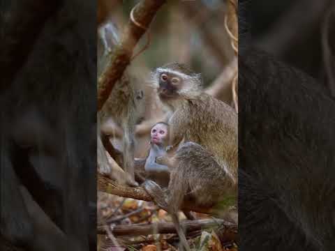 #wildlife #safari #africa #animals