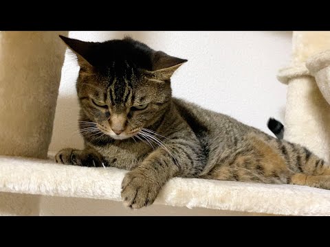凶暴猫と遊ぼうとしたら臨戦態勢で殺されかけた…