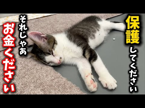 猫の動画サムネイル - 都合の良すぎる野良猫の保護依頼に怒り心頭です