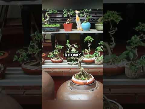 Bonsai: The Ancient Art of Miniature Trees #Bonsai #MiniatureTrees #ArtAndNature