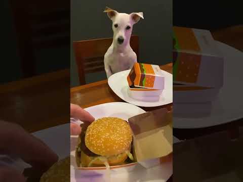 Funny and cute dogs compilation#funnydogs#cute#doglover#doglife#cure#dogshorts#pet#doglife#dogshorts