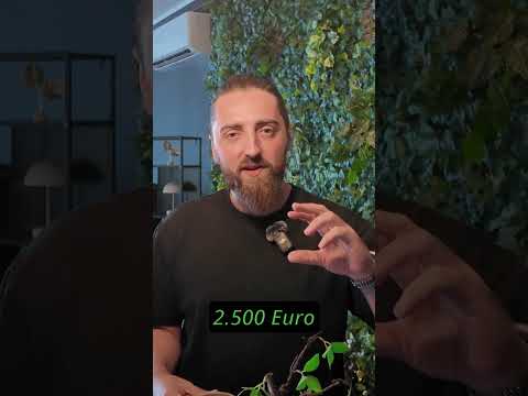 Immowissen mit Sascha. Die AFA...