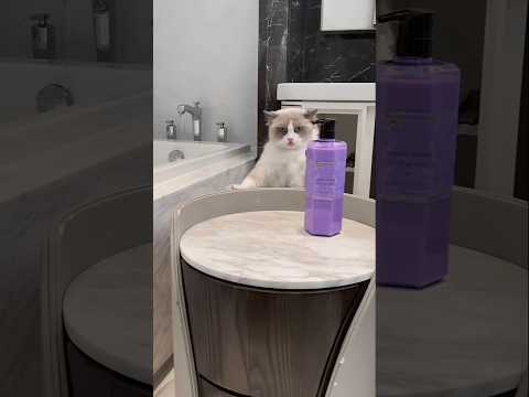 Ok cat #cat #funny #cute #pets