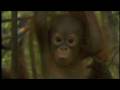 Orangutan Outreach PSA - Jorja Fox