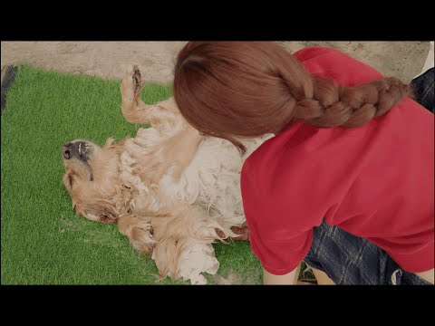 人間の赤ちゃんみたいにお風呂で大人しくされるがままのゴールデンレトリバーが可愛すぎる！