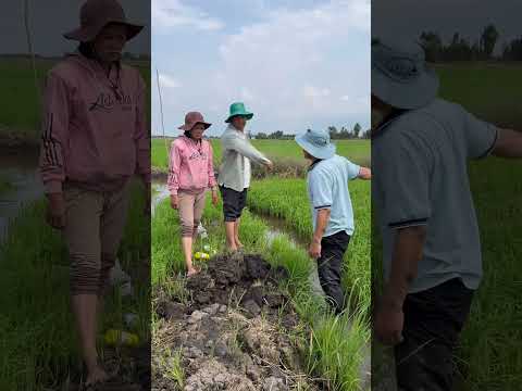 Vợ chồng mày khó quá đào bắt may con chuột củng nói