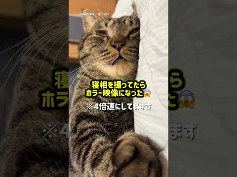 寝相を撮ってたらホラー映像になった #保護猫 #ととまる #cat