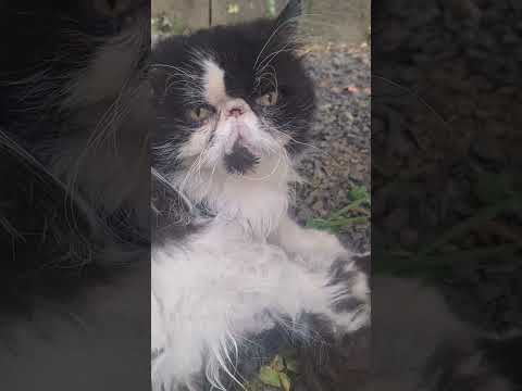 Inscreva-se e deixe o gato feliz ☺️ 😻