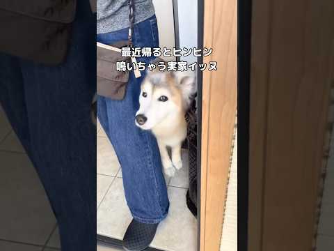 実家の犬が帰るときに鳴く原因と癒やしのひととき サムネイル