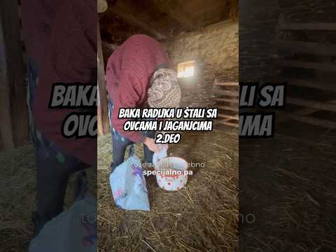 Bakka Radojka u štali sa ovcama i jaganjcima… 2. deo