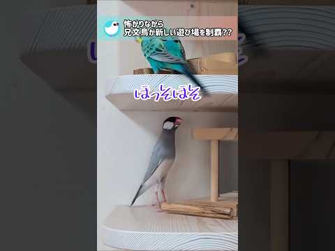 兄文鳥が新しい遊び場を制覇！？ #文鳥 #セキセイインコ #birds #shorts