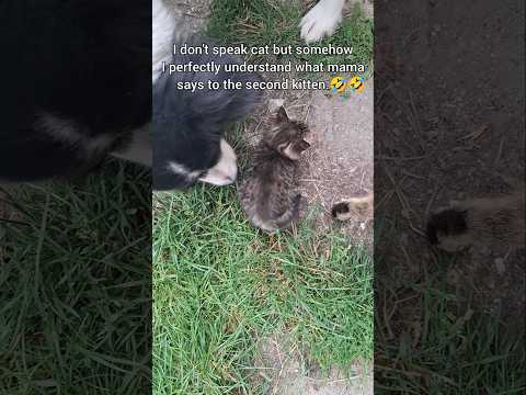 "Hurry up!" 🤣 #catshorts #dogshorts #kitten