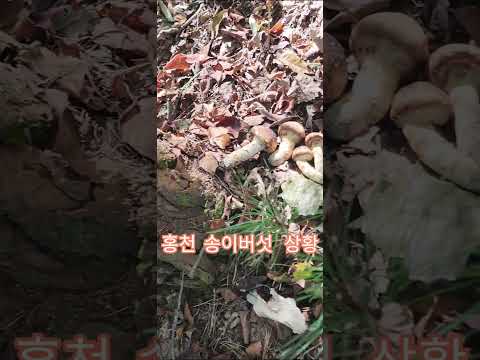 홍천 <strong>송이버섯</strong> 상황