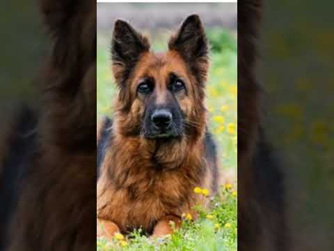 #pitbull #dog #sabse #khatarnak #dogbreed #jaiveeru #song