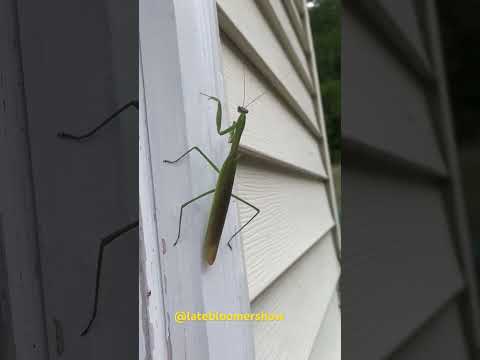 Fierce predator! Welcome! #garden #beneficialinsects