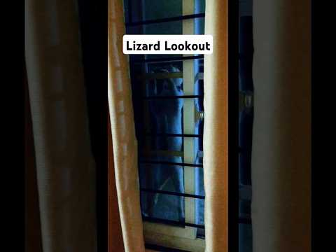 Window Warrior: My Cat is on a Lizard Lookout! 😅😂🤣 #cat #catlover #catvideos #cats