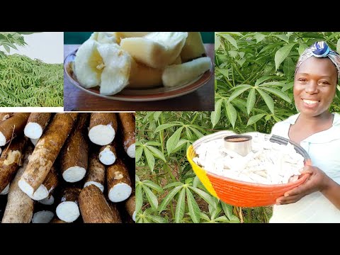 The Ultimate Guide to Cooking | Eating Cassava from yr Farm that even a Diabetic person will enjoy