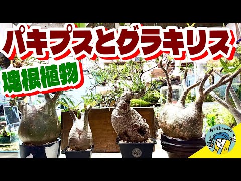 【塊根植物】パキプスとグラキリスの魅力について語ろう(塊根植物の王様はどんな植物なのか?育て方は?水やりは?光は?)