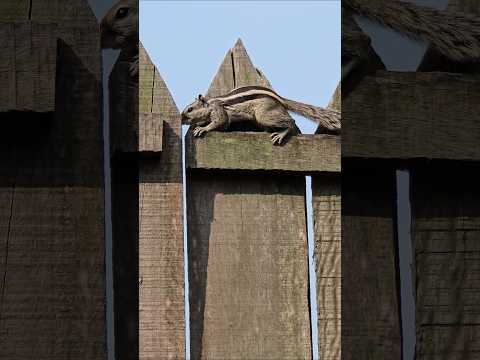 Nice Talented Squirrel #foryou #animals #youtubeshorts #shortsfeed