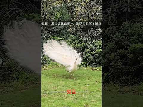 犬の動画サムネイル - 罕見白孔雀開屏見者好運 #孔雀开屏 #孔雀 #好運 #意外 #美麗 #amazing #beautiful #peacock #lucky #shorts
